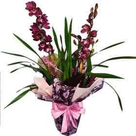 Orquidea Cymbidium decorada para Presente 