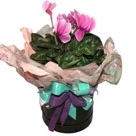 thumb-cyclamen-decorada-na-box-2