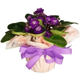 thumb-violeta-decorada-1