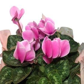 thumb-cyclamen-decorada-na-box-0