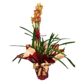 thumb-orquidea-cymbidium-decorada-0