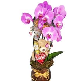 thumb-orquidea-urso-e-ferreiro-na-taca-de-vidro-0