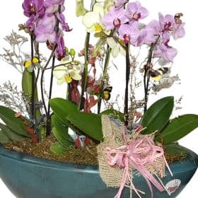 thumb-mini-orquideas-decoradas-em-um-vaso-perola-1