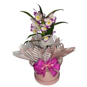 thumb-orquidea-na-box-para-presente-2