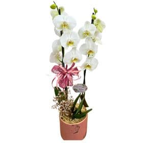 thumb-orquidea-no-cachepo-de-ceramica-1