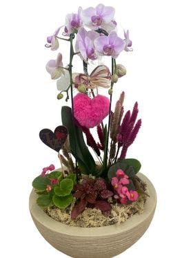 thumb-orquidea-no-vaso-de-polietileno-com-flores-secas-2