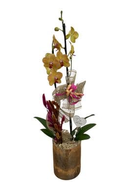 thumb-orquidea-no-tubo-dourado-2