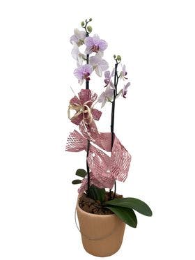 Orquídea no vaso de cerâmica neutro