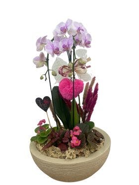 thumb-orquidea-no-vaso-de-polietileno-com-flores-secas-1