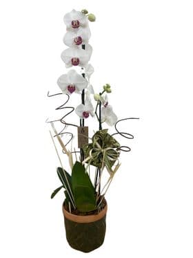 thumb-orquidea-no-vaso-de-ceramica-pintada-1