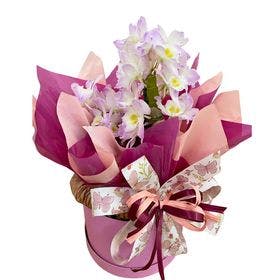 Orquídea na Box para Presente
