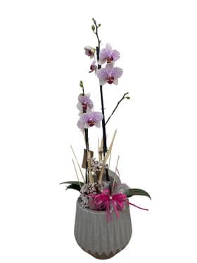 thumb-orquidea-no-vaso-despojado-2