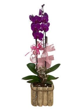 Orquídea com vaso rustico 