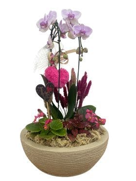Orquídea no vaso de polietileno com flores secas 