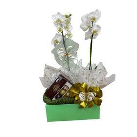 thumb-box-orquidea-chocolate-1