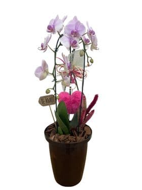 thumb-orquidea-no-vaso-cone-3