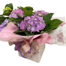 thumb-hortensia-decorada-na-caixa-2