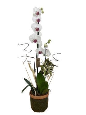 Orquídea no vaso de cerâmica pintada
