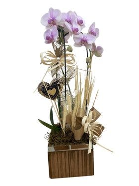 Orquídea no cachepo de madeira com plaquinha 