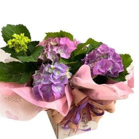 thumb-hortensia-decorada-na-caixa-3