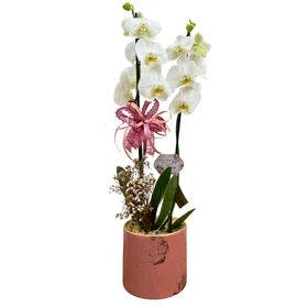 Orquídea no Cachepô de Ceramica