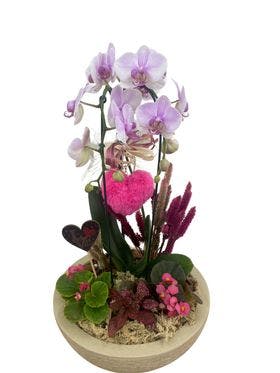 thumb-orquidea-no-vaso-de-polietileno-com-flores-secas-0