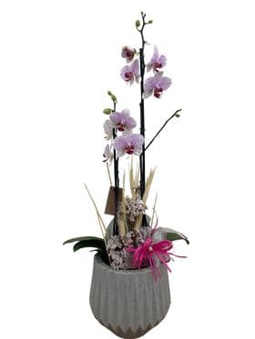 thumb-orquidea-no-vaso-despojado-1