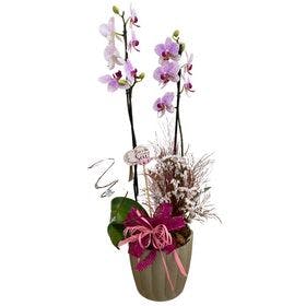 Orquídea no Vaso Polietileno