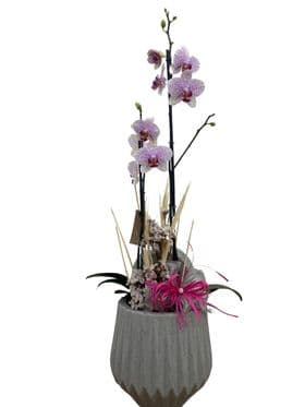 thumb-orquidea-no-vaso-despojado-3