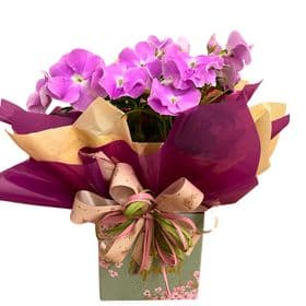 thumb-impatiens-decorada-para-presente-2