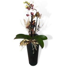Mini Orquídea no Vaso Cone 