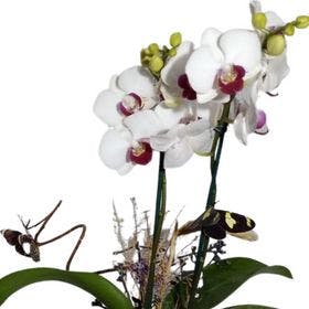 thumb-mini-orquidea-decorada-na-taca-de-vidro-0