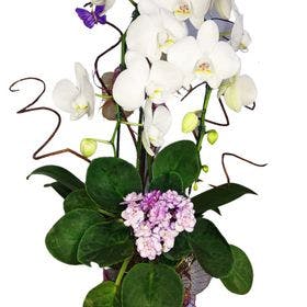 thumb-orquidea-com-violeta-decorada-em-taca-0