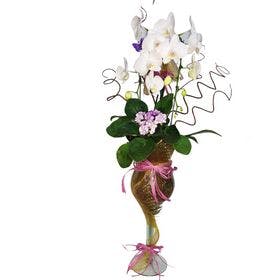Orquídea com Violeta Decorada em Taça