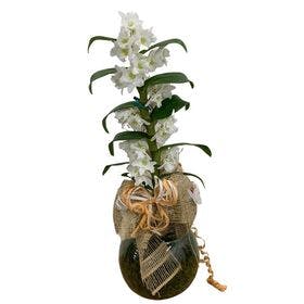 Orquídea no Vaso de Vidro para Presente 
