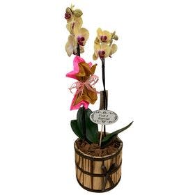 Orquídea decorada no Cachepô de Madeira