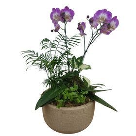 Orquídea no Vaso de Polietileno 